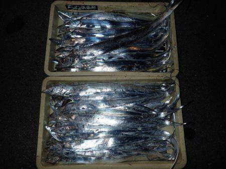 ZZ-STAP&ワインド&FLAP釣法でタチウオゲット!